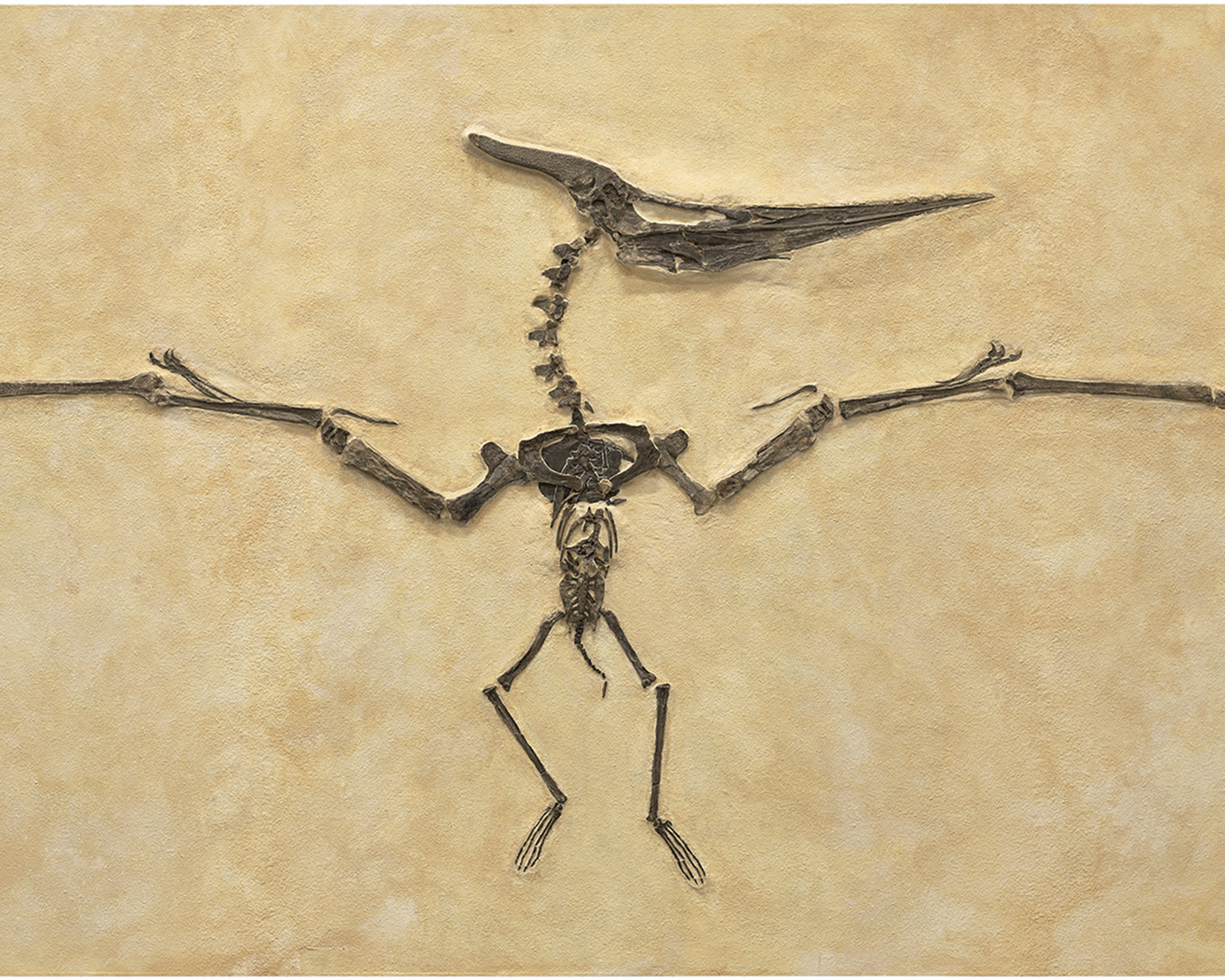 /zh/auction/NY011725